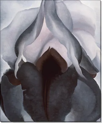 Чёрный ирис (אירוס שחום, Iris loessicola)