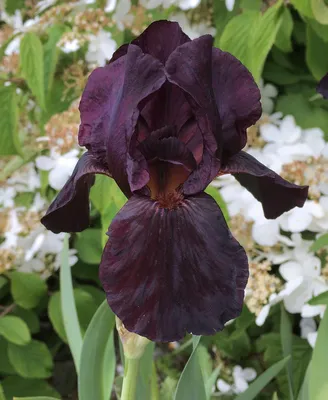 Экзотические Растения Саженцы on Instagram: \"Ирис Чёрный принц Клубень Цена  380р\"