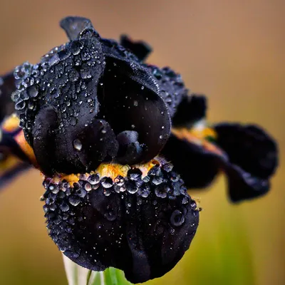 Чёрный ирис (אירוס שחום, Iris loessicola)