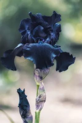 Чёрный ирис (אירוס שחום, Iris loessicola)