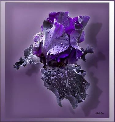 Черный завод «ирис» стоковое изображение. изображение насчитывающей  пурпурово - 181657767