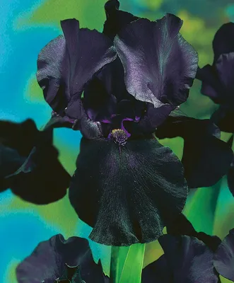 Чёрный ирис | Цветы, Ирисы