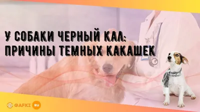 Диарея у собак и кошек - Ветеринарная клиника МВЦ «Два сердца» в Санкт  Петербурге