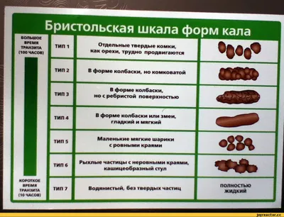 Черный кал у собаки фото