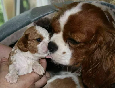 Понос у собаки 🐕: симптомы диареи, причины, виды, первая помощь