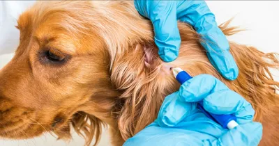 Что дать собаке от поноса, причины и лечение кровавого поноса у щенка