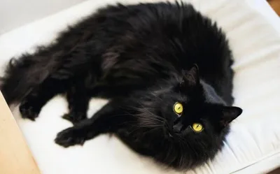 черный кот :: Babyboybabycat :: котэ (прикольные картинки с кошками) /  смешные картинки и другие приколы: комиксы, гиф анимация, видео, лучший  интеллектуальный юмор.