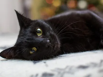черный кот смотрит в камеру на улице, кошка черный кот, кошка, завод фон  картинки и Фото для бесплатной загрузки