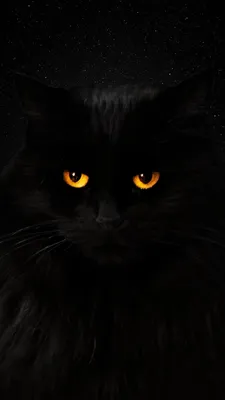 Фон, заставка, обои, wall , кот, чёрный кот, cat | Черные котята, Милые  котики, Кошачьи картины