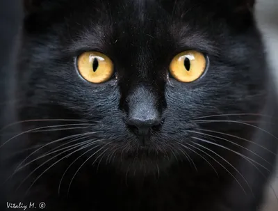 Пушистый чёрный кот на улице зимой Stock Photo | Adobe Stock