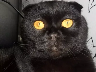Чёрный кот с зелёными глазами, …» — создано в Шедевруме