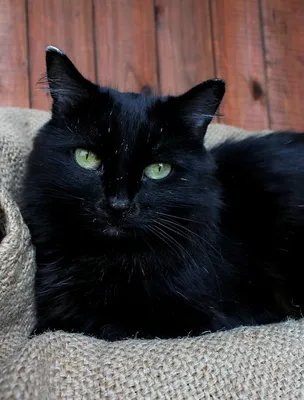 Чёрные кошки в культуре — Википедия