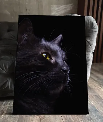 Кошка Черный Кот Животное Домашний - Бесплатное фото на Pixabay - Pixabay