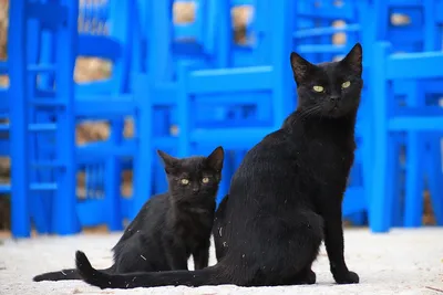 Обои чёрный кот взгляд | Cats, Animals