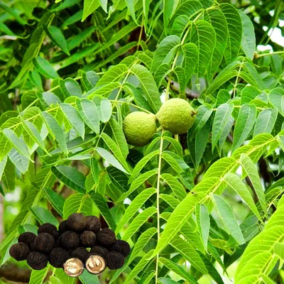 Токсичность дерева черного ореха - какие растения имеют иммунитет?
