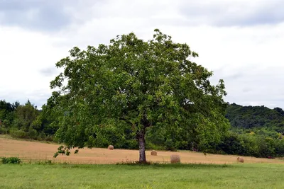 Идентификация дерева : Черный орех. Nigra Juglans Стоковое Изображение -  изображение насчитывающей горизонтально, чешуисто: 211674473