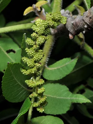 Nature's Answer, скорлупа черного ореха, жидкий экстракт, без спирта, 2000  мг, 30 мл (1 жидк. унция) купить в Москве