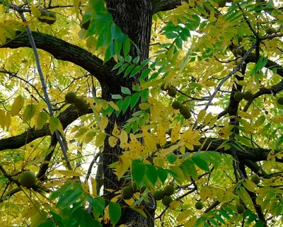 Черный орех (Juglans nigra L.): Персональные записи в журнале Ярмарки  Мастеров