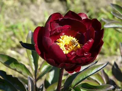 Paeonia Hei Hai Feng Yun Пион Черный мальчик