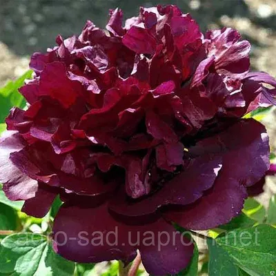 VALMONA] Кондиционер ЧЕРНЫЙ ПИОН/БОБЫ Black Peony Seoritae Nutrient  Conditioner,100 мл купить оптом на ICONMARKET