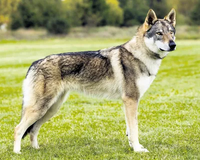 Чешская волчья собака фото фотографии