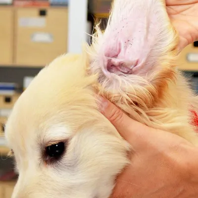 Демодекоз у собак – причини, види, діагностика, лікування та профілактика  демодекозу