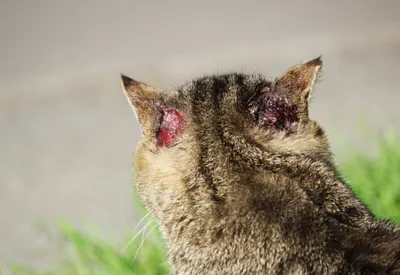 Фотография чесоточного клеща у кошки: изображение для использования в медицинских целях