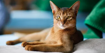 Чесоточный клещ у кошки: фоновое изображение для вашего компьютера или планшета