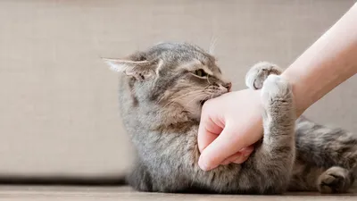 Фотография чесоточного клеща у кошки: изображение для использования на сайте