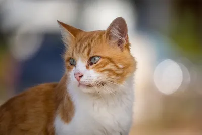 Чесоточный клещ у кошки: качественные фотографии для использования в обучении