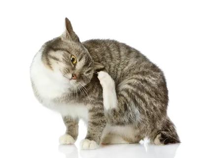 Чесоточный клещ у кошки: фото в хорошем качестве для просмотра на мобильном устройстве