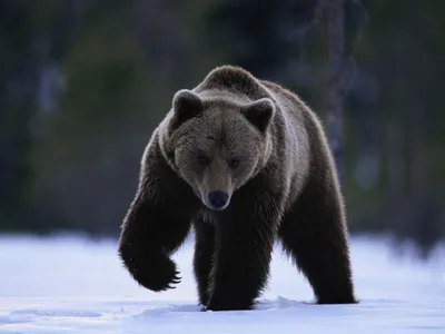 Впечатляющее изображение чёрного медведя на обложку журнала