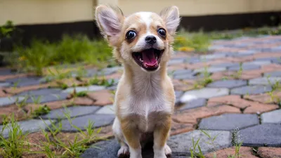 chihuahua#chivava#chihua#chihuahualovers#dogs#чихуа#чихуахуа#собаки#собака#cute#chihuahualover#chihuahualovers#puppylover#puppylovers#dog  | Instagram