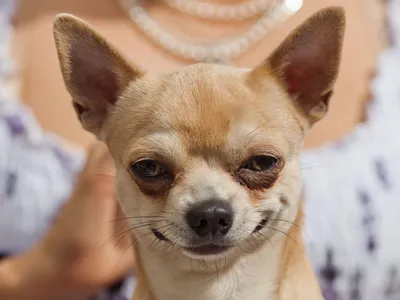 Зоомагазин ЛапоУх - 🔴Чихуахуа - собака компаньон. Самая маленькая порода  собак в мире и носит название мексиканского штата Чиуауа. ⠀ ⠀ ✓История ⠀ ⠀  🐶Впервые она была обнаружена в 1850 году в