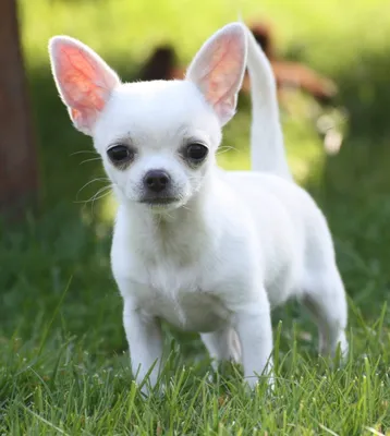 Корм для взрослых собак породы чихуахуа, Royal Canin Chihuahua Adult купить  с доставкой в интернет-магазине зоогастроном.ру