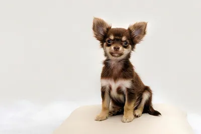 красивейшая собака чихуахуа чемпиона Breed Стоковое Изображение -  изображение насчитывающей мачо, мужчина: 16114817