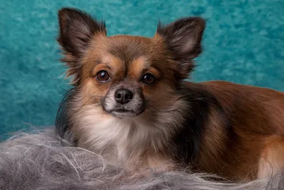 Royal Canin Chihuahua Adult | Сухой корм для собак породы Чихуахуа