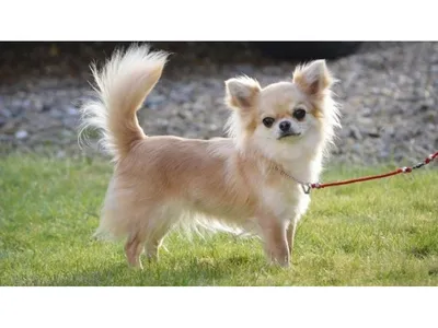 Сухой корм для собак Royal Canin Chihuahua Adult, 500 г - отзывы  покупателей на маркетплейсе Мегамаркет | Артикул товара:100023249862
