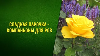 Клумба с розами: 82 фото оформлений на даче | ivd.ru