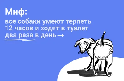 Куда пожаловаться на стаю бродячих собак в Новосибирске: что делать, если  агрессивные псы во дворе, телефон отлова - 28 февраля 2023 - НГС