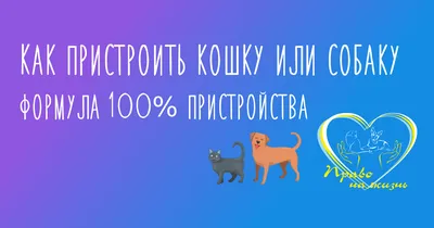 Одна из самых популярных собак в TikTok вдохновила ученых на исследования |  The-steppe.com