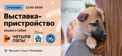 Как Пристроить Кошку Или Собаку (Формула 100% пристройства🐶🐱)