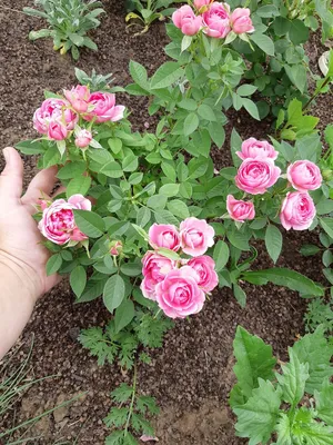 Что посадить рядом с розами? | 25 соток счастья! | Дзен
