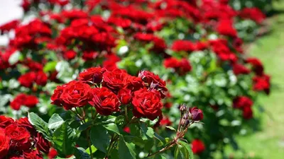 Какие цветы можно посадить в саду рядом с розами - Lifestyle 24