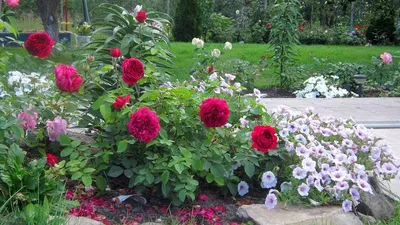 Что посадить рядом с розами? Список 20 самых красивых растений