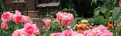 Розы флорибунда: посадка и уход | Интернет-магазин садовых растений