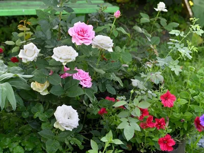 Идеальное соседство: какие цветы можно посадить в саду рядом с розами |  Zelendvir