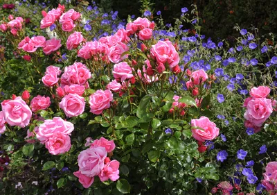 Хорошие соседи для роз: какие растения можно посадить рядом с королевой  сада - Рамблер/новости