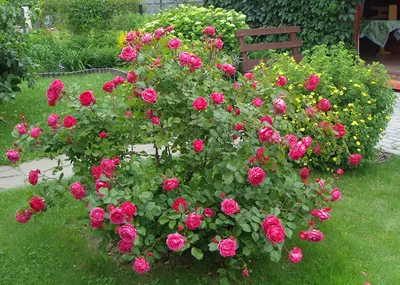 Что посадить рядом с розами. Декоративные кустарники, хвойники и  многолетники в миксбордере с розами.