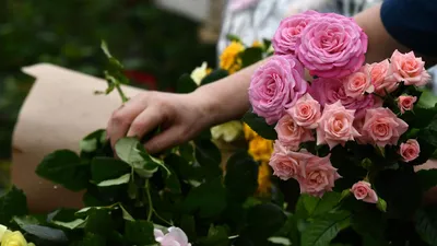 Чайно-гибридные розы и розы флорибунда в дизайне сада